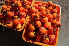 米沢 野菜 産地直営