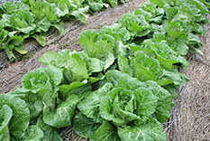 米沢 野菜 産地直営