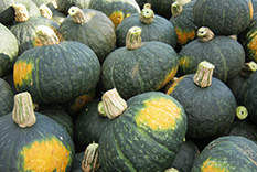 米沢 野菜 産地直営